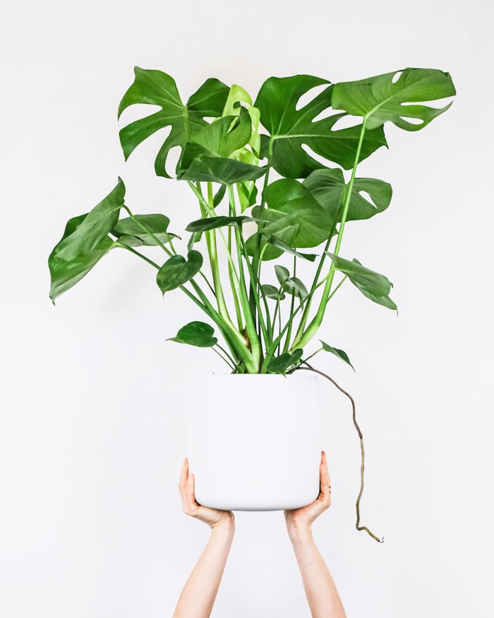 Indoor plant